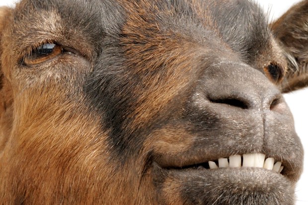Hotshot Kenyan Lawyer Offers Obama Lots Of Goats For Malia Obama