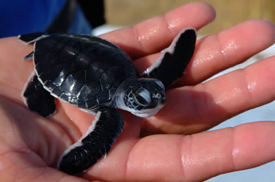 cayman.turtle.in.hand