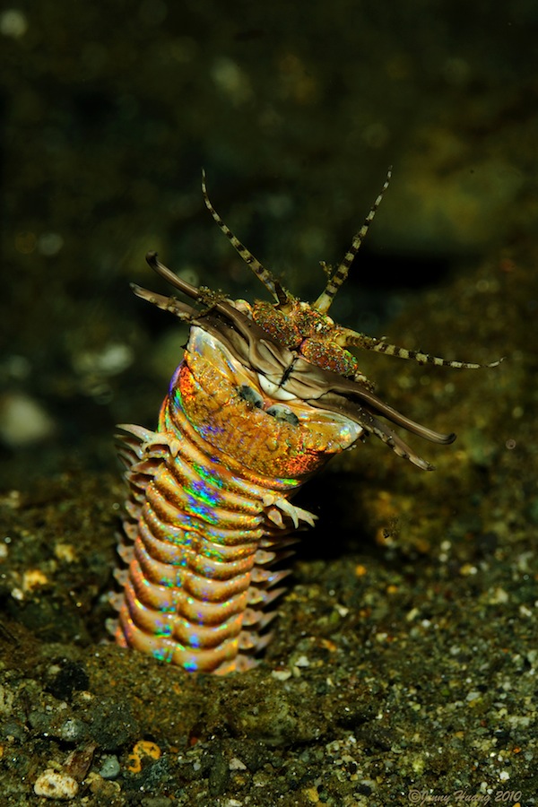 The bobbit worm will eat your soul