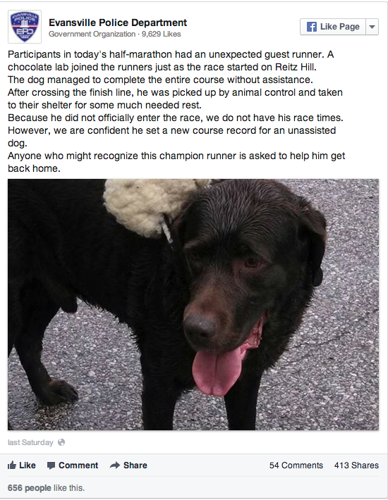 Dog escapes from owner. Runs marathon. Wins medals. Gets neutered.