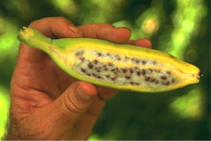 An undomesticated, all-natural banana