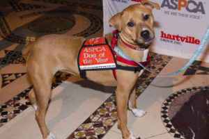 Xena was named ASPCA Dog of the Year