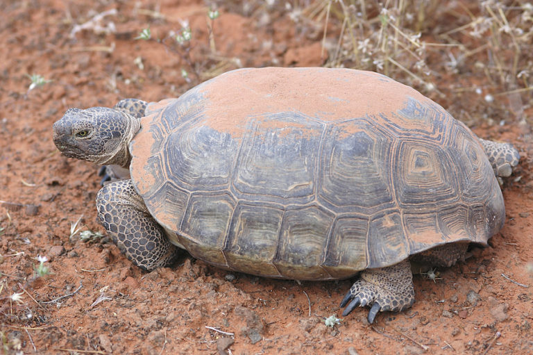 Environmentalists pushed Bundy ranch standoff over endangered tortoises