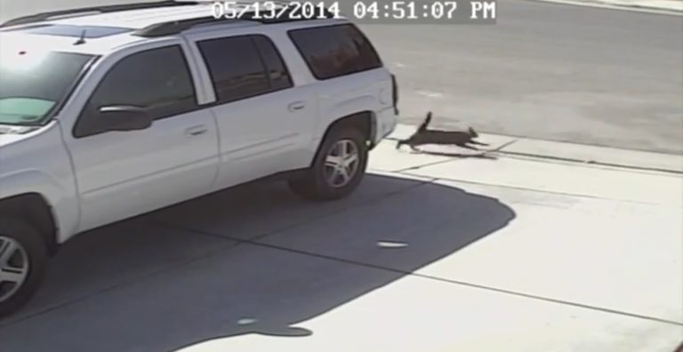 Heroic Cat Saves Boy from Dog Attack (VIDEO)
