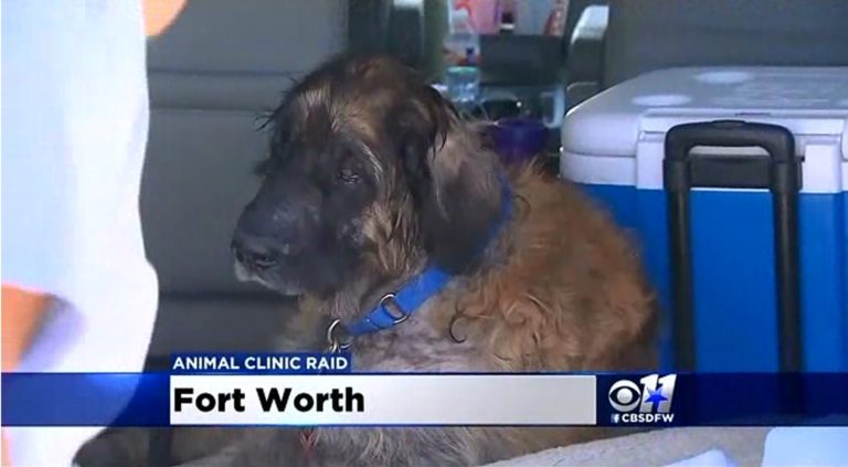 Veterinarian Allegedly Had Dog ‘Euthanized,’ Kept it Alive for Blood Transfusions (VIDEO)