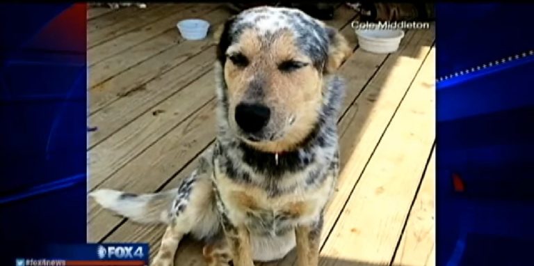 Deputy who shot dog faces felony animal cruelty charge (VIDEO)