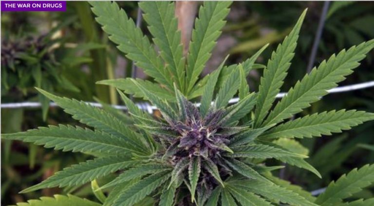 City Council tried to quash marijuana reform, and now they’re going to pay