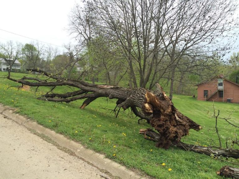 Bizarre: Cop Nailed By Falling Tree During Traffic Stop