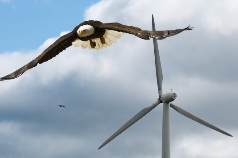 Bird enthusiasts sue Feds for allowing wind turbines to kill eagles for 30 years