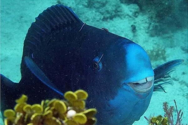 https://thelibertarianrepublic.com/wp-content/uploads/2014/10/One-happy-fish.jpg