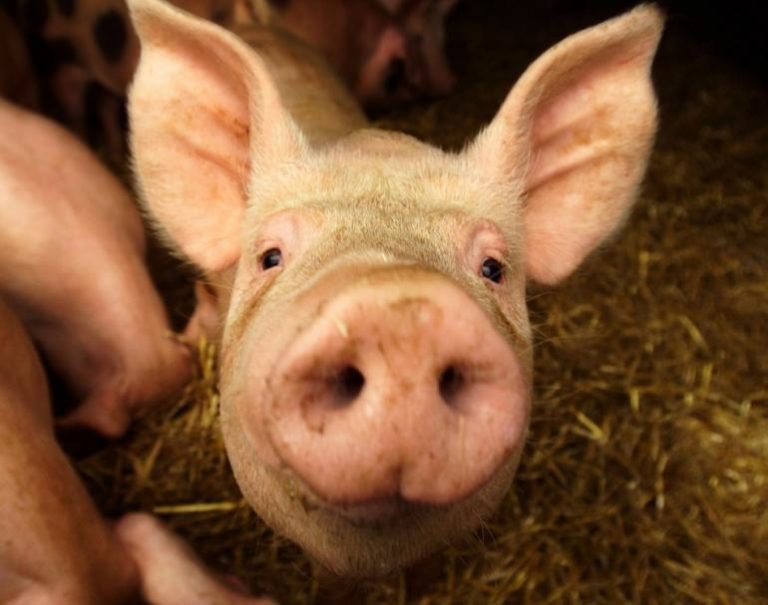 Muslim Man Sues Costco for Religious Discrimination Because He Wouldn’t Handle Pork