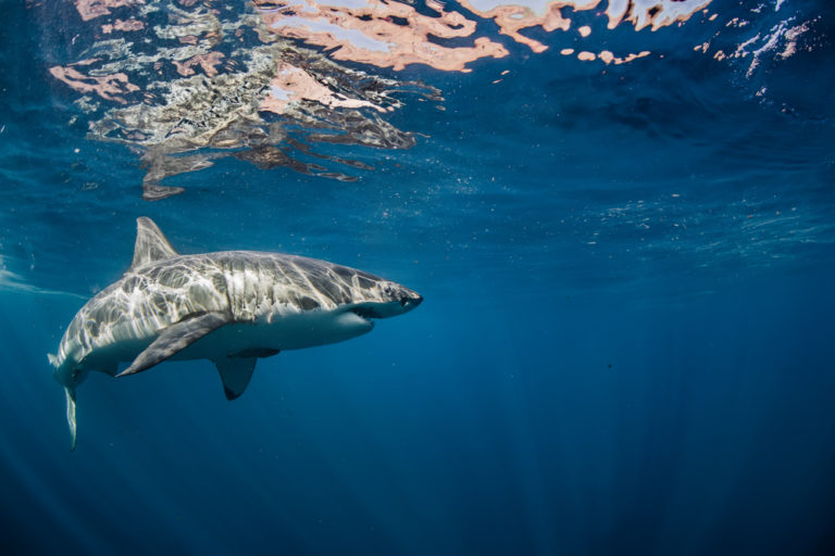 Drones Help Prevent Shark Attacks in Shallow Waters