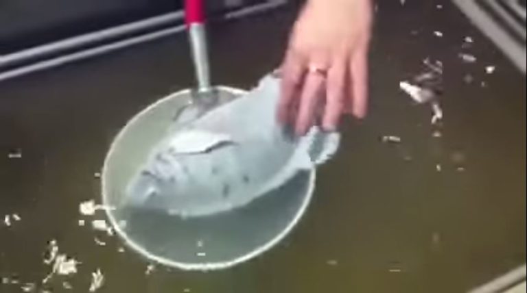 What Happens When You Drop a Live Fish in Liquid Nitrogen?