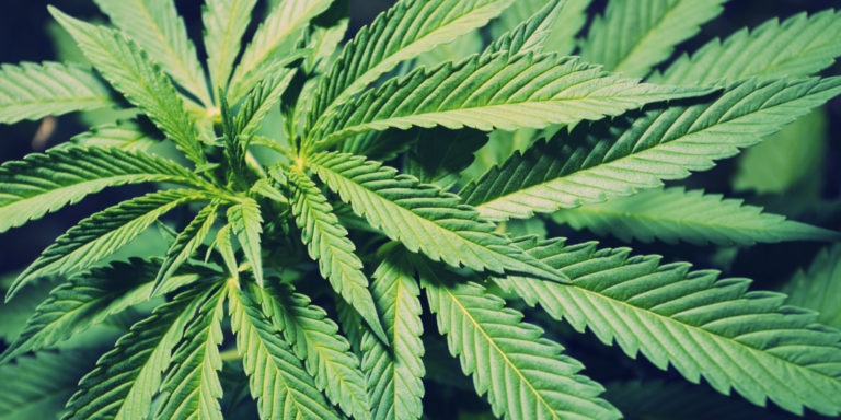 How Government Created the Marijuana Prohibition Problem
