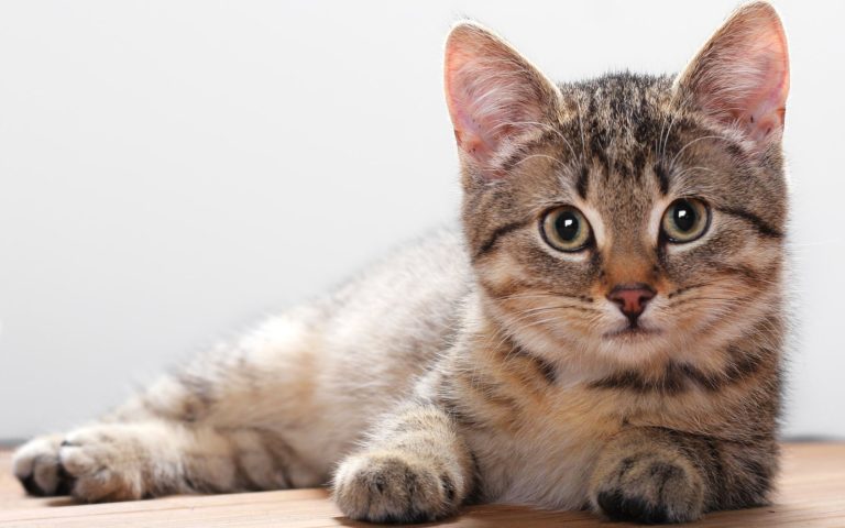 65-Year-Old Man Jailed For Refusing To Register Estranged Wife’s Cat