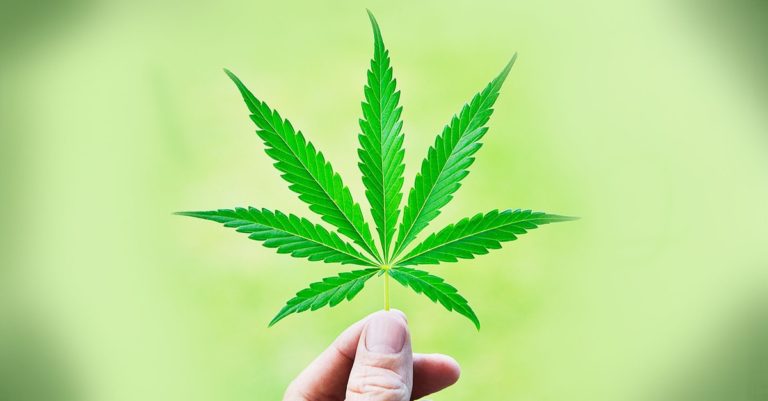 Trump marijuana
