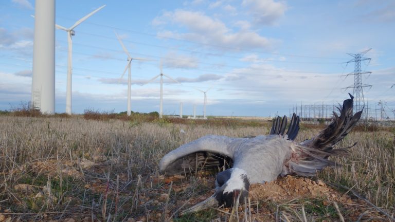 This Endangered Bird Just Derailed A Major Wind Energy Project