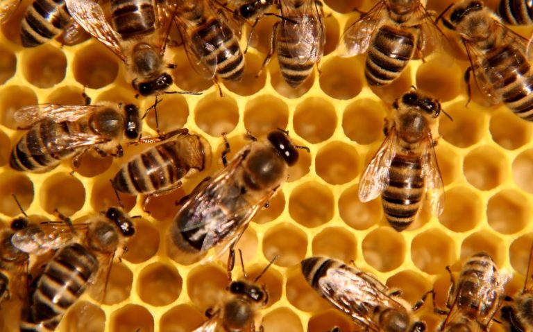 Study: Global Warming Means MORE Bees