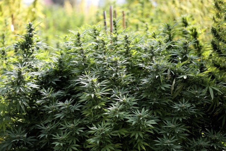 Killer Fungus Could Be Lurking In Your Weed