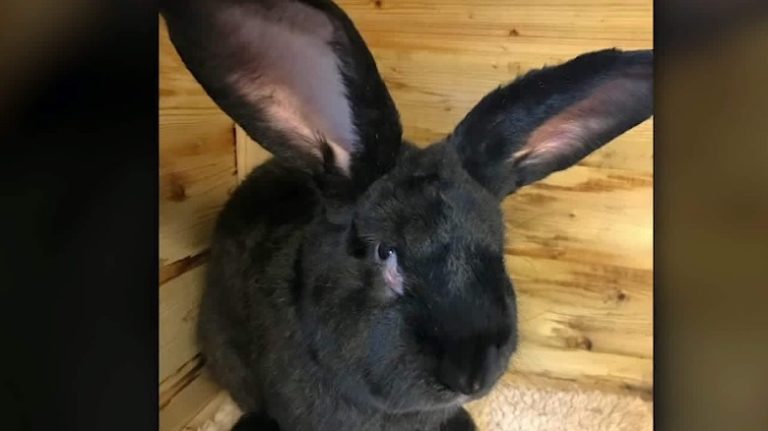 Report: Giant Rabbit May Have Died in Freezer on United Flight